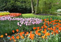 Keukenhof